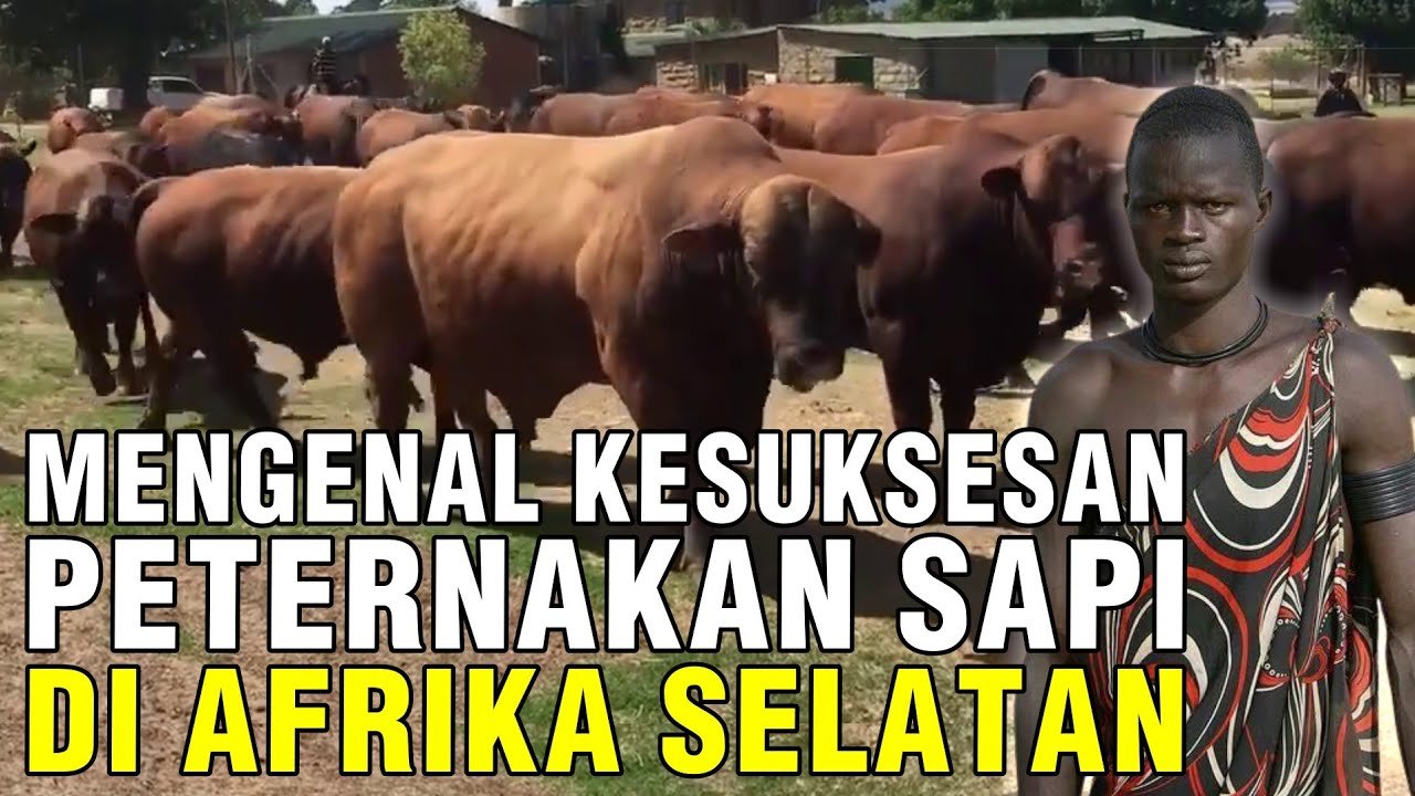 Berkembangnya Peternakan Sapi Di Afrika Selatan.jpg